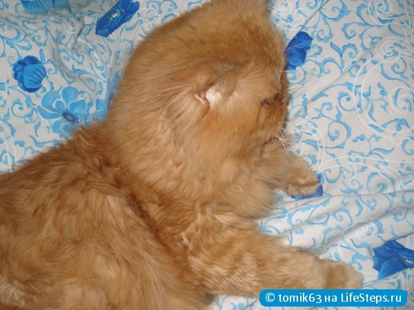 Завести кошку
