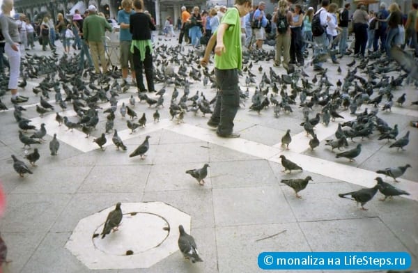 голуби