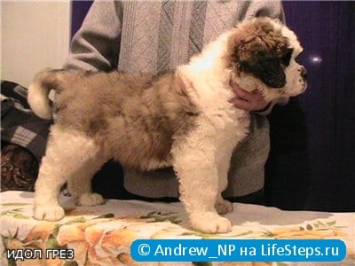 Идол Грез