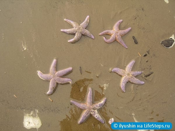 морские звёзды