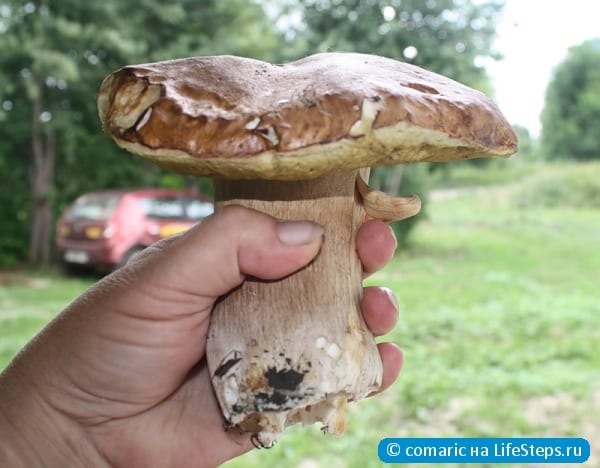 грибочек