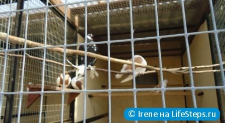 Посетить парк птиц "Воробьи"
