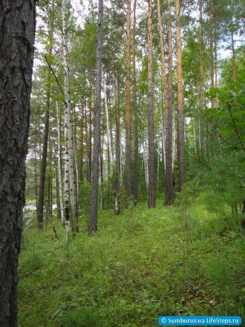 В лесу
